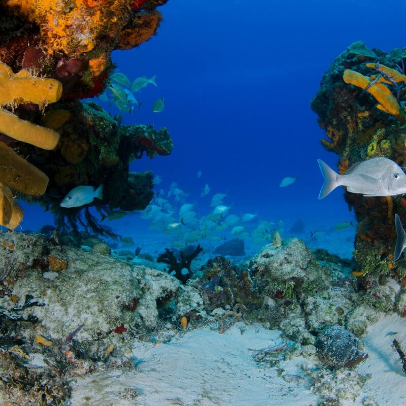 Mergulho de Luxo: Descubra os Melhores Recifes de Coral do Mundo
